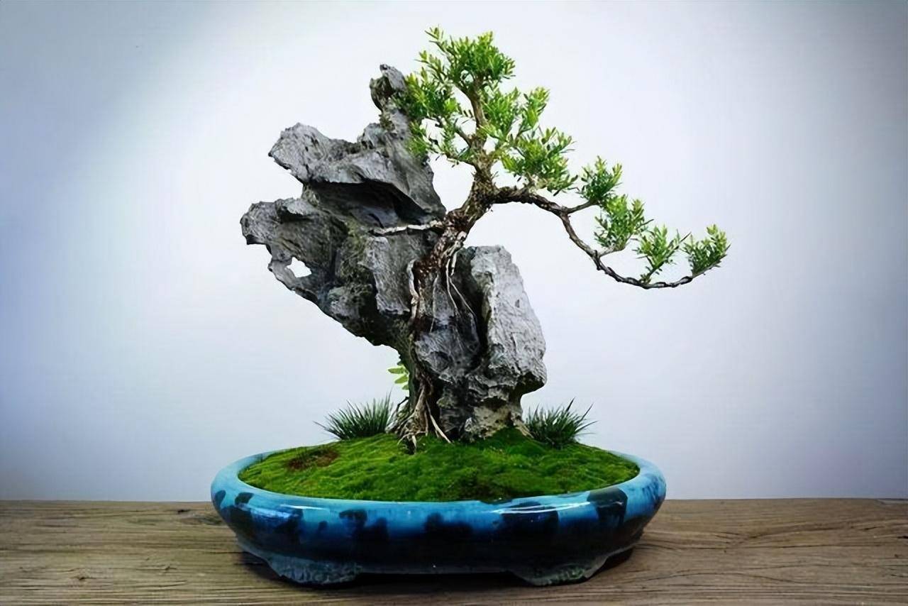 3 cây cảnh bonsai quý tộc, khí chất phi thường, giá trị cao, mang thịnh vượng, sung túc vào nhà - Ảnh 6.