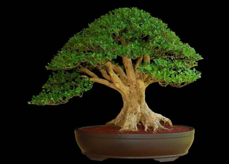 3 cây cảnh bonsai quý tộc, khí chất phi thường, giá trị cao, mang thịnh vượng, sung túc vào nhà - Ảnh 7.