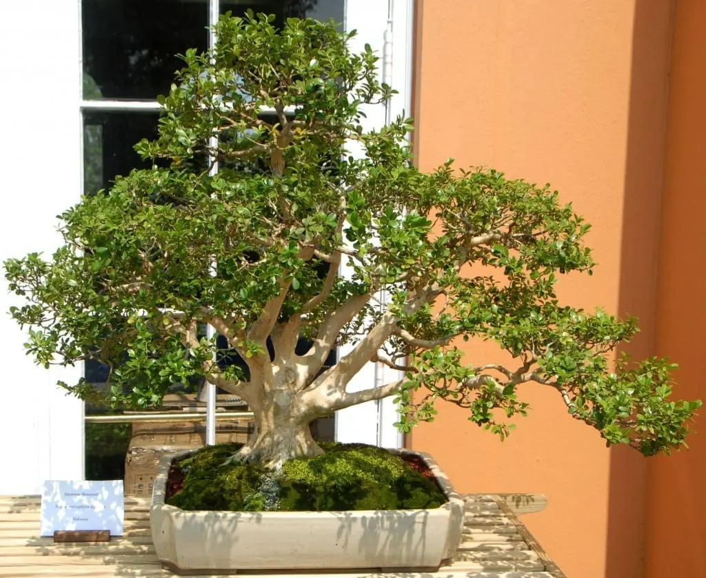 3 cây cảnh bonsai quý tộc, khí chất phi thường, giá trị cao, mang thịnh vượng, sung túc vào nhà - Ảnh 9.