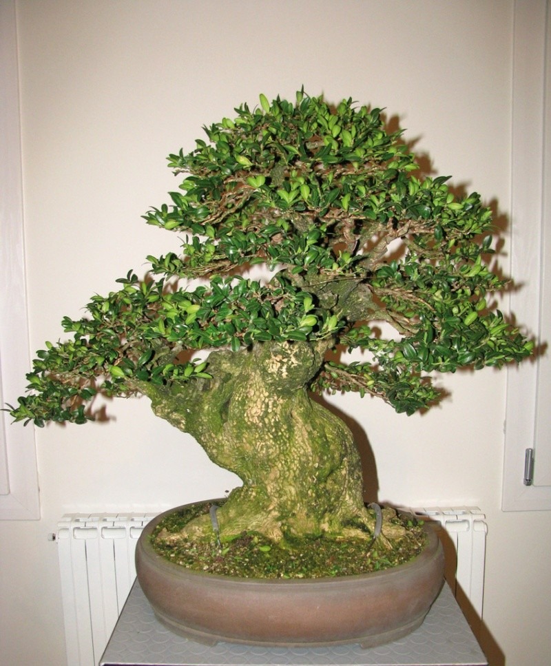 3 cây cảnh bonsai quý tộc, khí chất phi thường, giá trị cao, mang thịnh vượng, sung túc vào nhà - Ảnh 8.