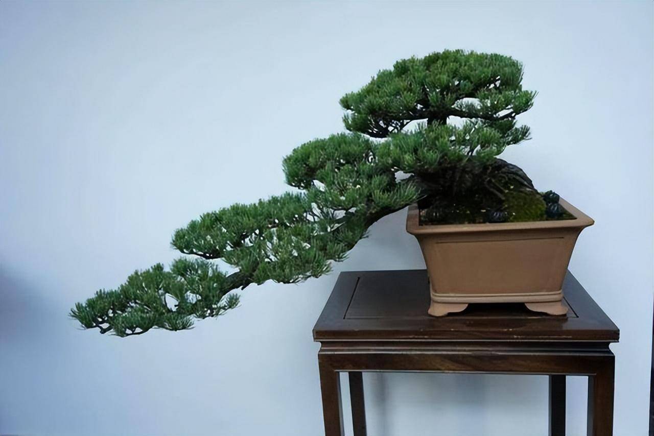 3 cây cảnh bonsai quý tộc, khí chất phi thường, giá trị cao, mang ...