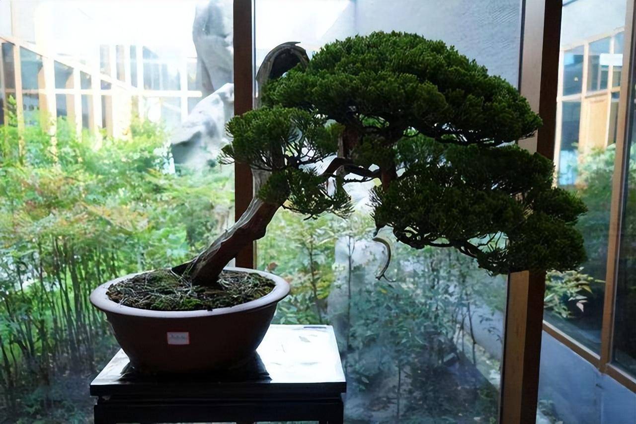 3 cây cảnh bonsai quý tộc, khí chất phi thường, giá trị cao, mang thịnh vượng, sung túc vào nhà - Ảnh 5.