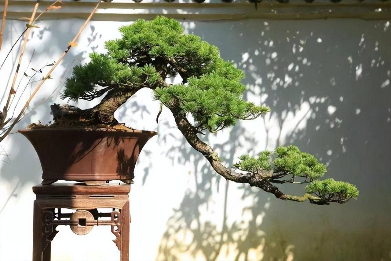 3 cây cảnh bonsai quý tộc, khí chất phi thường, giá trị cao, mang thịnh vượng, sung túc vào nhà - Ảnh 3.