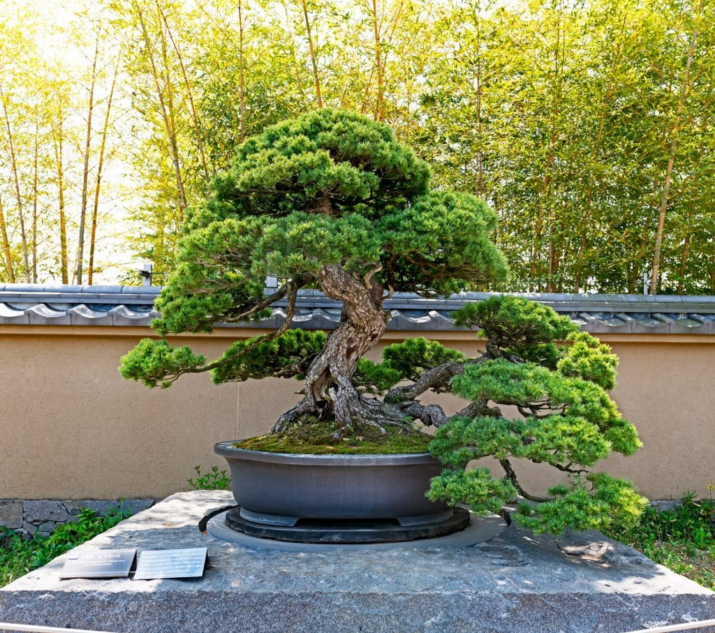 3 cây cảnh bonsai quý tộc, khí chất phi thường, giá trị cao, mang thịnh vượng, sung túc vào nhà - Ảnh 4.