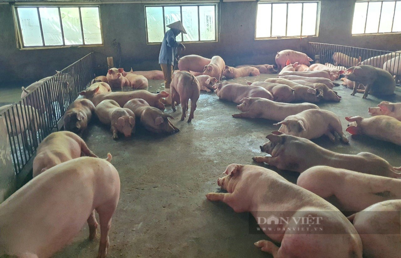 Nông dân Việt Nam xuất sắc 2022 đến từ Ninh Bình nuôi lợn, đào ao thả cá, tôm lãi hơn 2 tỉ đồng/năm - Ảnh 8.