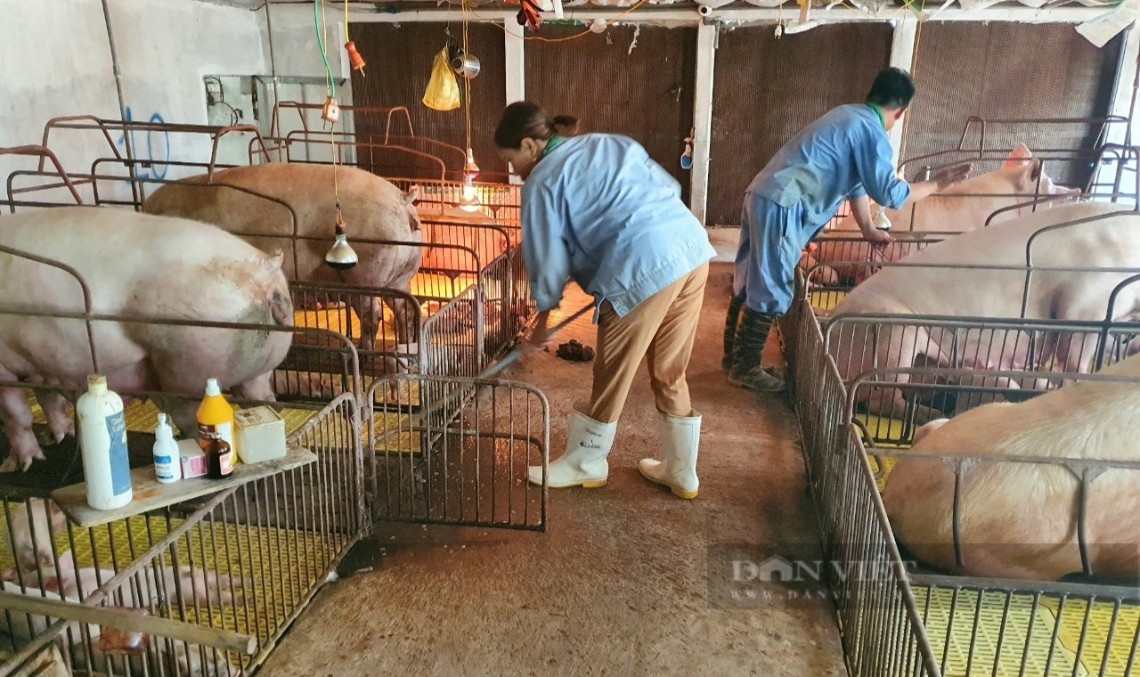 Nông dân Việt Nam xuất sắc 2022 đến từ Ninh Bình nuôi lợn, đào ao thả cá, tôm lãi hơn 2 tỉ đồng/năm - Ảnh 7.