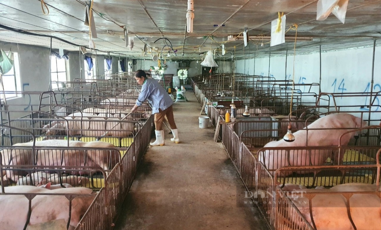 Nông dân Việt Nam xuất sắc 2022 đến từ Ninh Bình nuôi lợn, đào ao thả cá, tôm lãi hơn 2 tỉ đồng/năm - Ảnh 6.