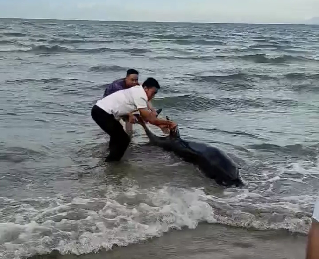 Bình Thuận: Một nhóm du khách giải cứu thành công một chú cá heo bị mắc cạn ở bãi biển Mũi Né - Ảnh 1.