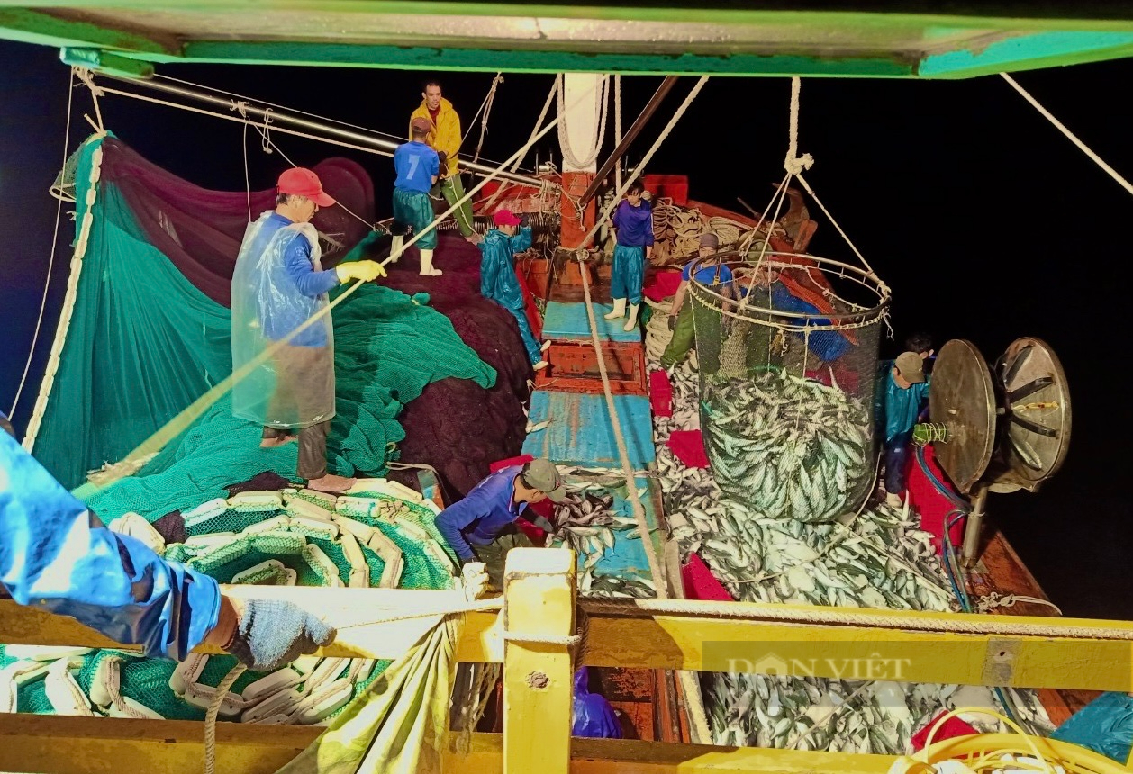Một tàu cá ở Quảng Bình ra khơi trúng đậm 250 tấn cá nục, thu về 2,4 tỷ đồng - Ảnh 2.