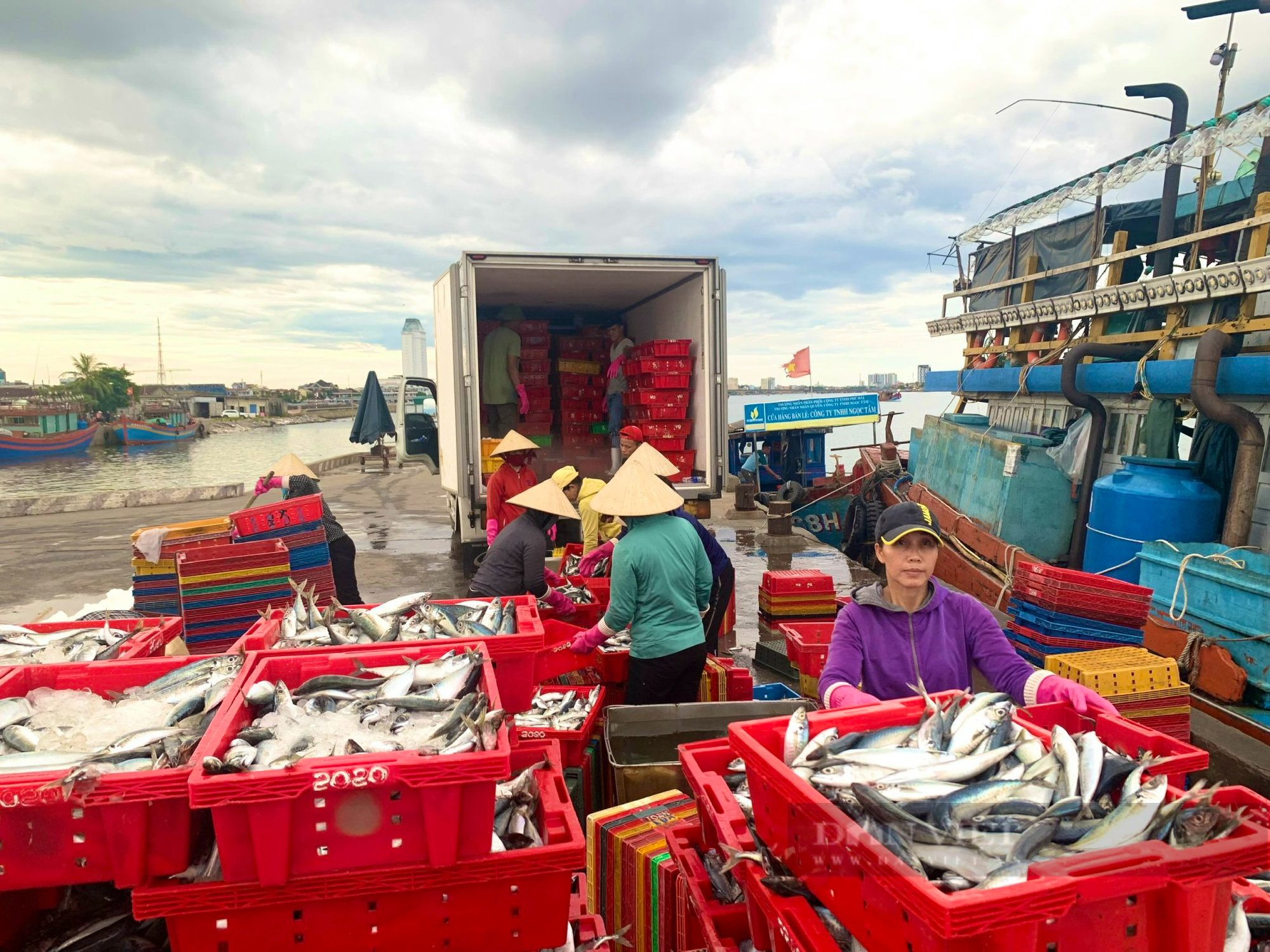 Một tàu cá ở Quảng Bình ra khơi trúng đậm 250 tấn cá nục, thu về 2,4 tỷ đồng - Ảnh 5.