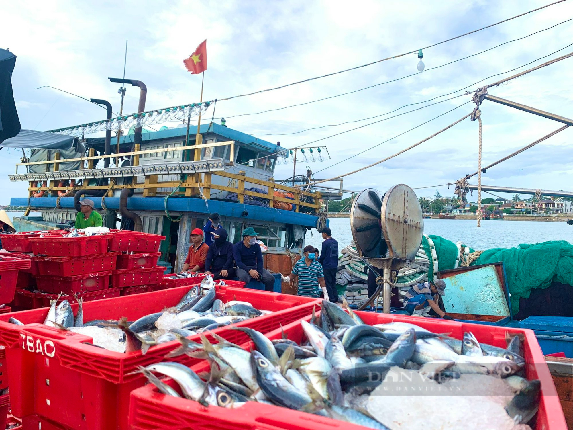 Một tàu cá ở Quảng Bình ra khơi trúng đậm 250 tấn cá nục, thu về 2,4 tỷ đồng - Ảnh 3.