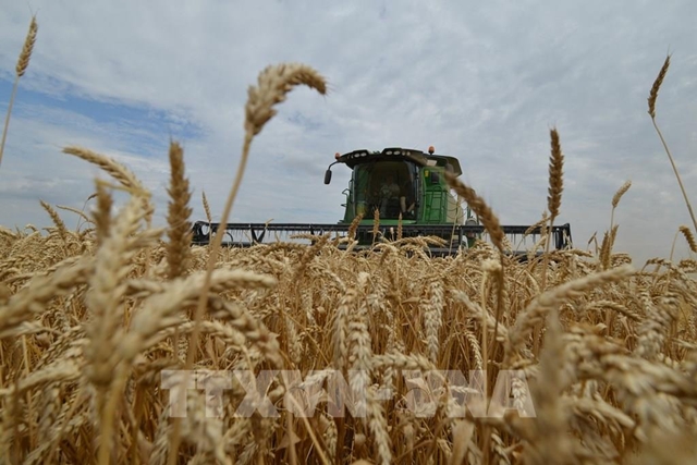 Nga có thể không đạt mục tiêu 130 triệu tấn ngũ cốc thu hoạch năm 2022 - Ảnh 1.