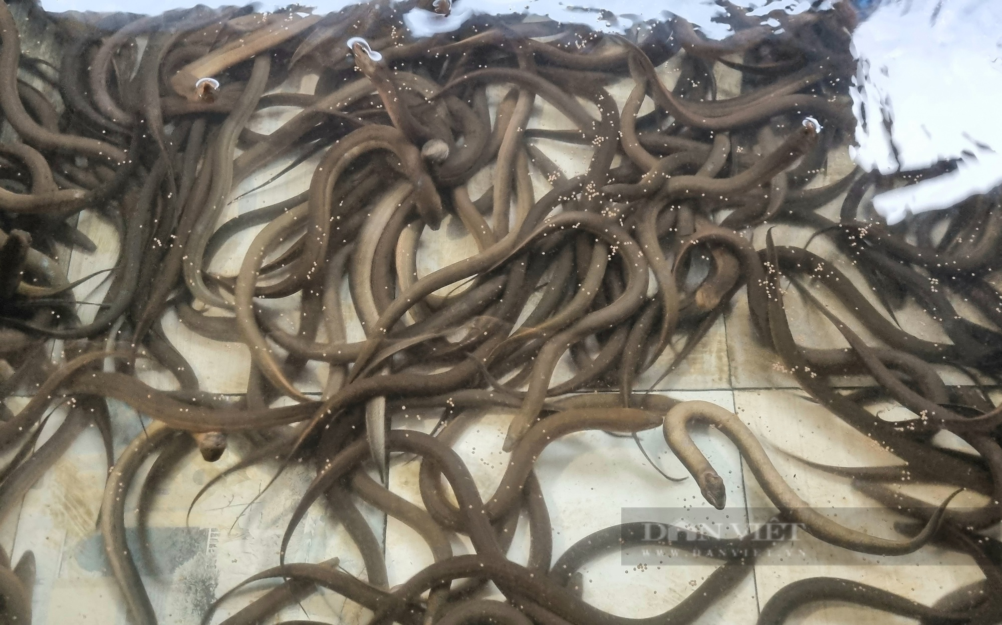 8X Ninh Bình chia sẻ kỹ thuật nuôi con lươn không bùn lãi trăm triệu mỗi năm - Ảnh 3.