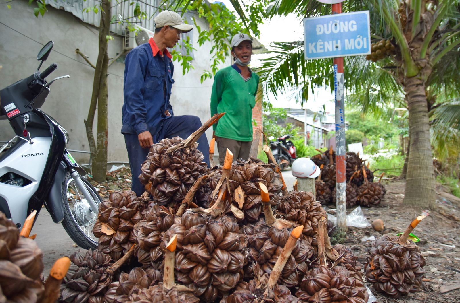 Dân Miệt Thứ sống khỏe với nghề bán trái dừa nước - Ảnh 3.