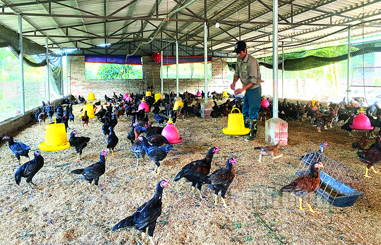 Giá gia cầm tăng liên tục, nuôi 1.000 con gà, nông dân Ninh Bình lãi 30 triệu đồng - Ảnh 1.
