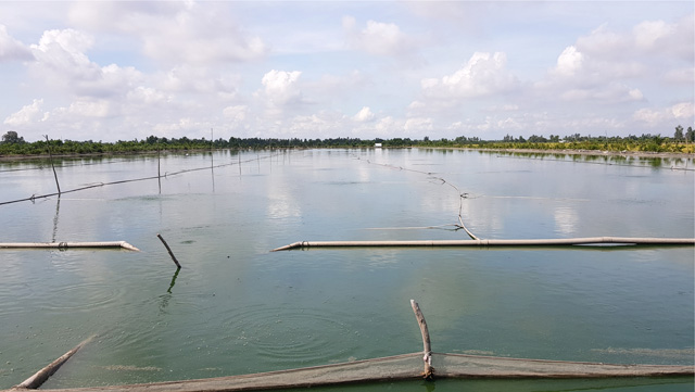 Một huyện của Đồng Tháp thu hoạch 110 ha mặt nước nuôi cá sặc rằn, giá cá sặc rằn cao nhất đạt 72.000 đồng/kg - Ảnh 1.