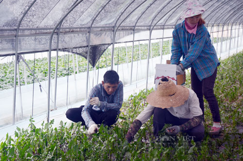 lao động đi làm nông nghiệp tại Hàn Quốc 