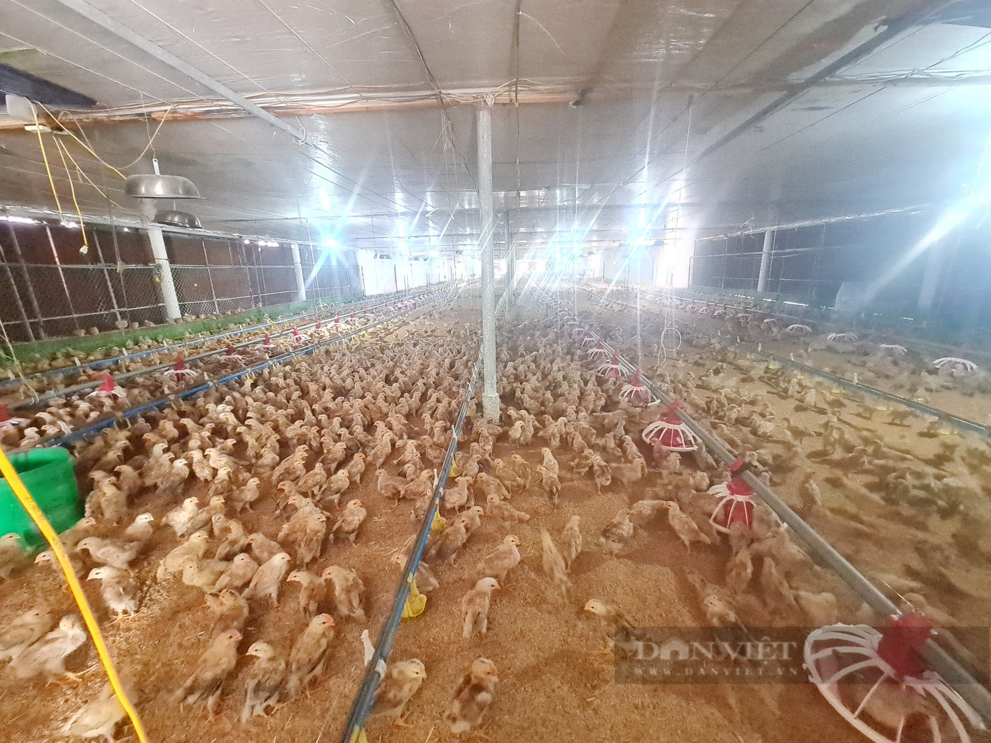 Ông chủ trại gà to nhất nhì tỉnh Thái Bình là nông dân Việt Nam xuất sắc năm 2022 - Ảnh 7.
