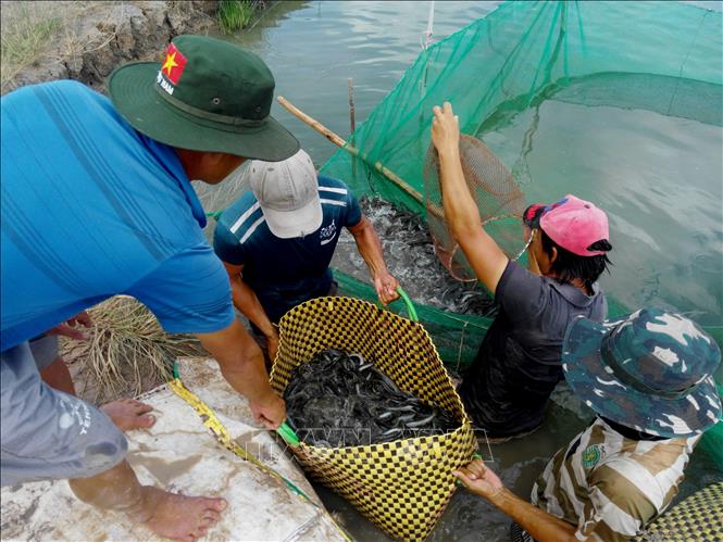 Loại cá đặc sản miền Tây tăng giá chưa từng có, nuôi một vụ lãi 500 triệu đồng - Ảnh 1.