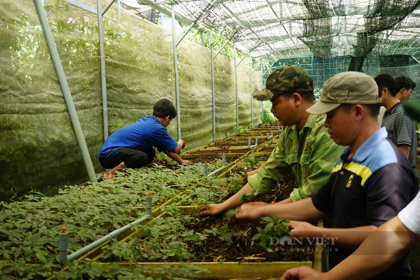 Kon Tum và Quảng Nam với giấc mơ đưa sâm Ngọc Linh đến thị trường quốc tế - Ảnh 14.