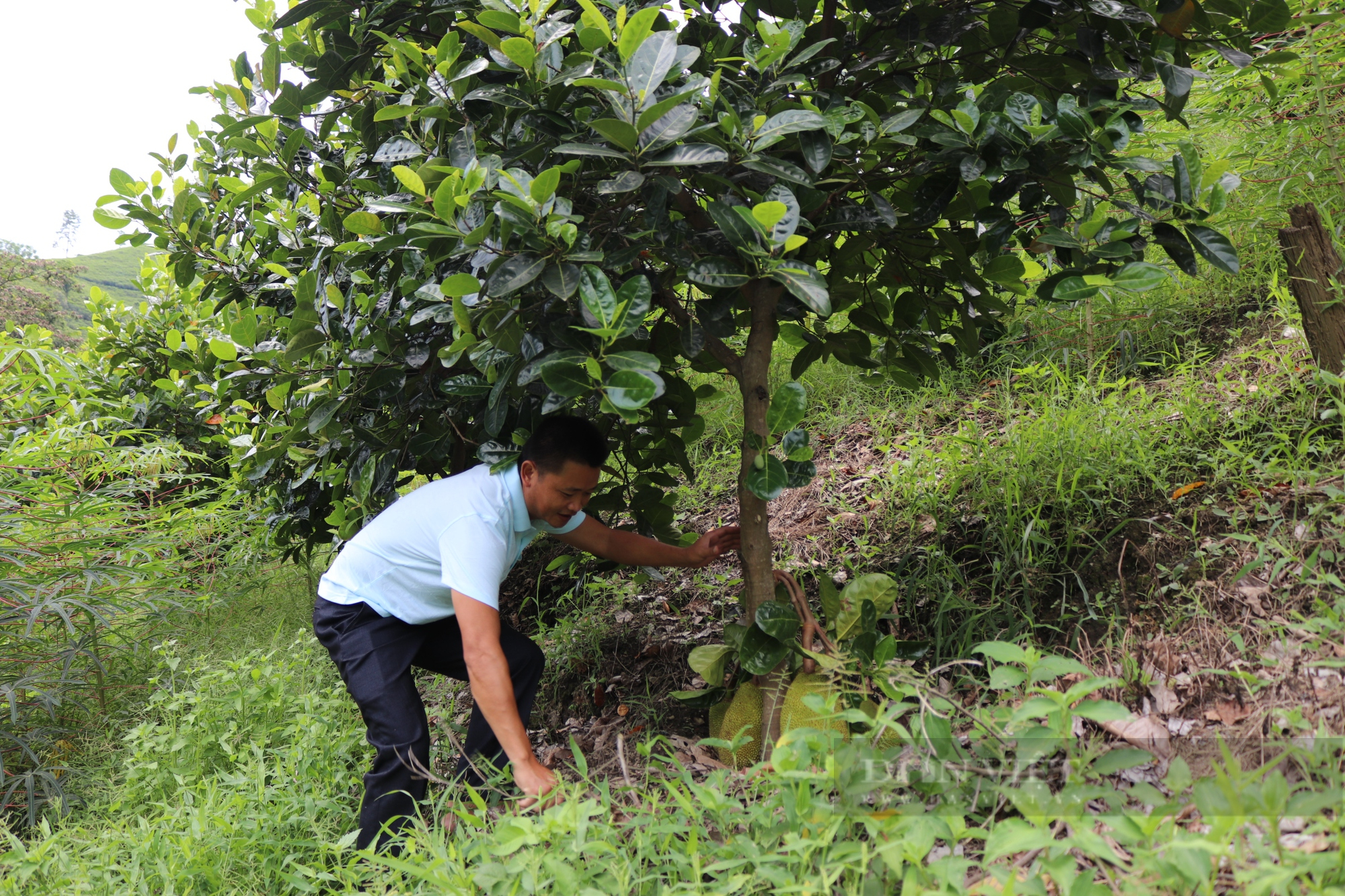 Bí thư Chi bộ người Mông thắp ánh sáng vùng biên ải Lào Cai - Ảnh 4.