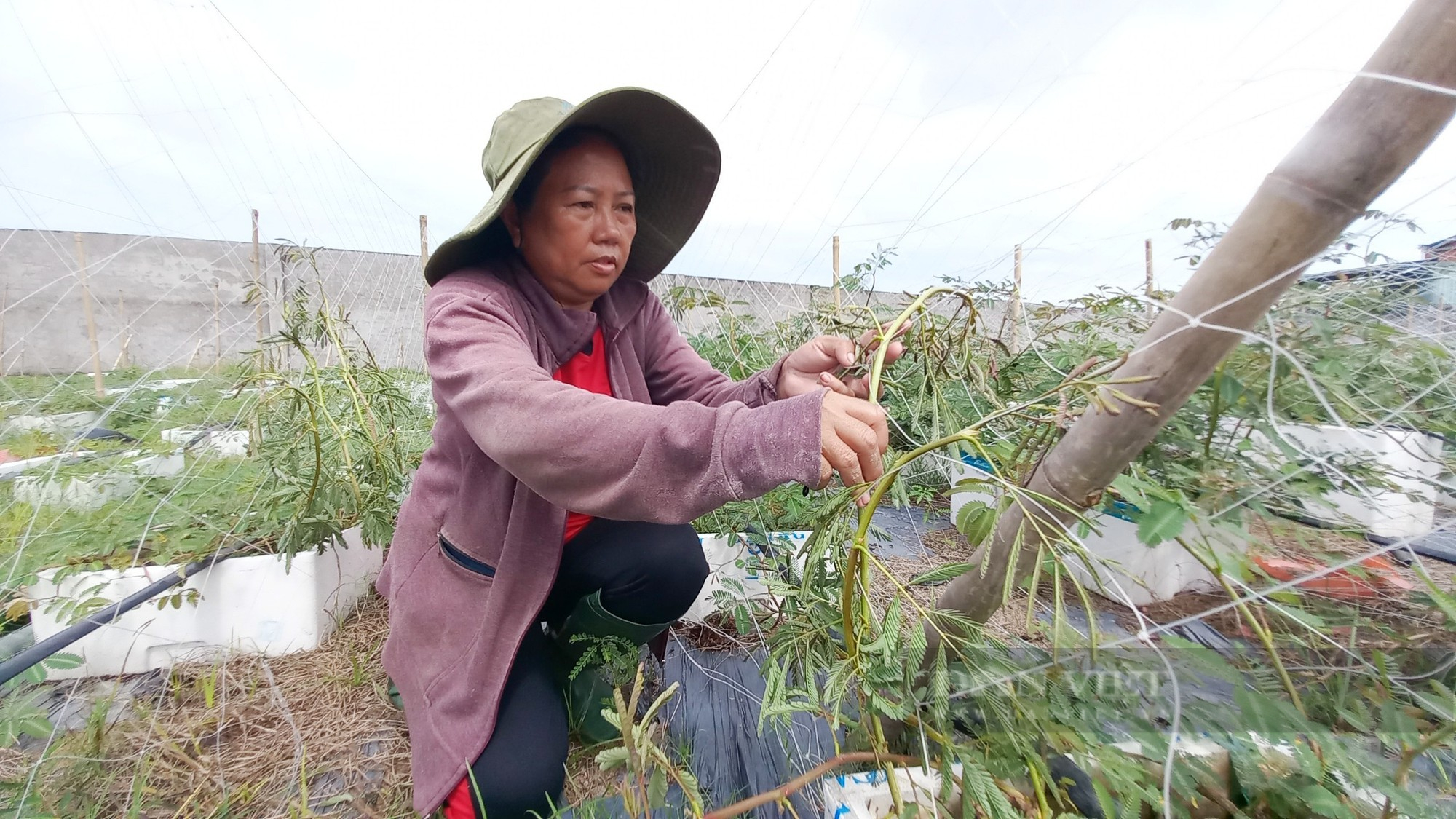 Nông dân xã nông thôn mới TP.HCM vực dậy thu nhập sau dịch Covid-19 - Ảnh 1.