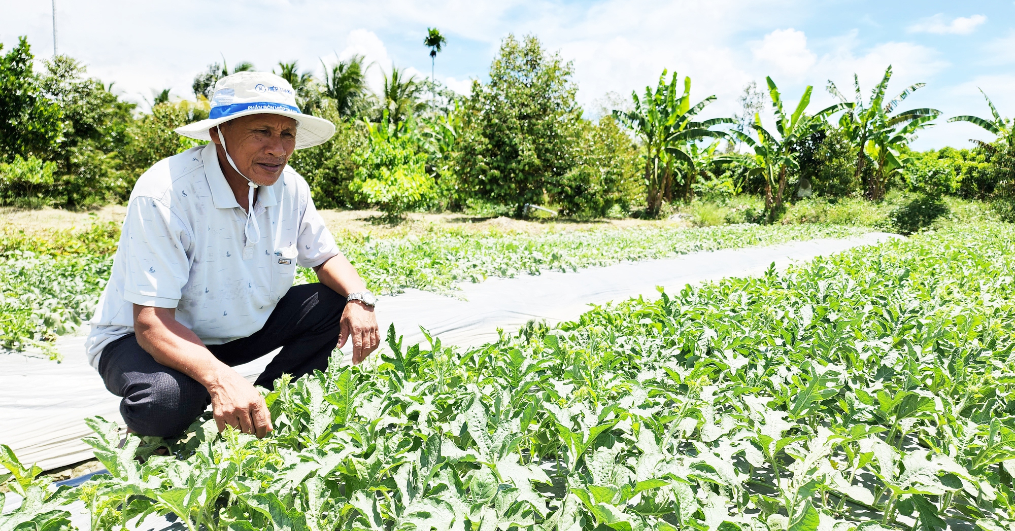 Giữ hay giảm diện tích đất lúa ĐBSCL (Bài 2): Khi nông dân tự cứu mình