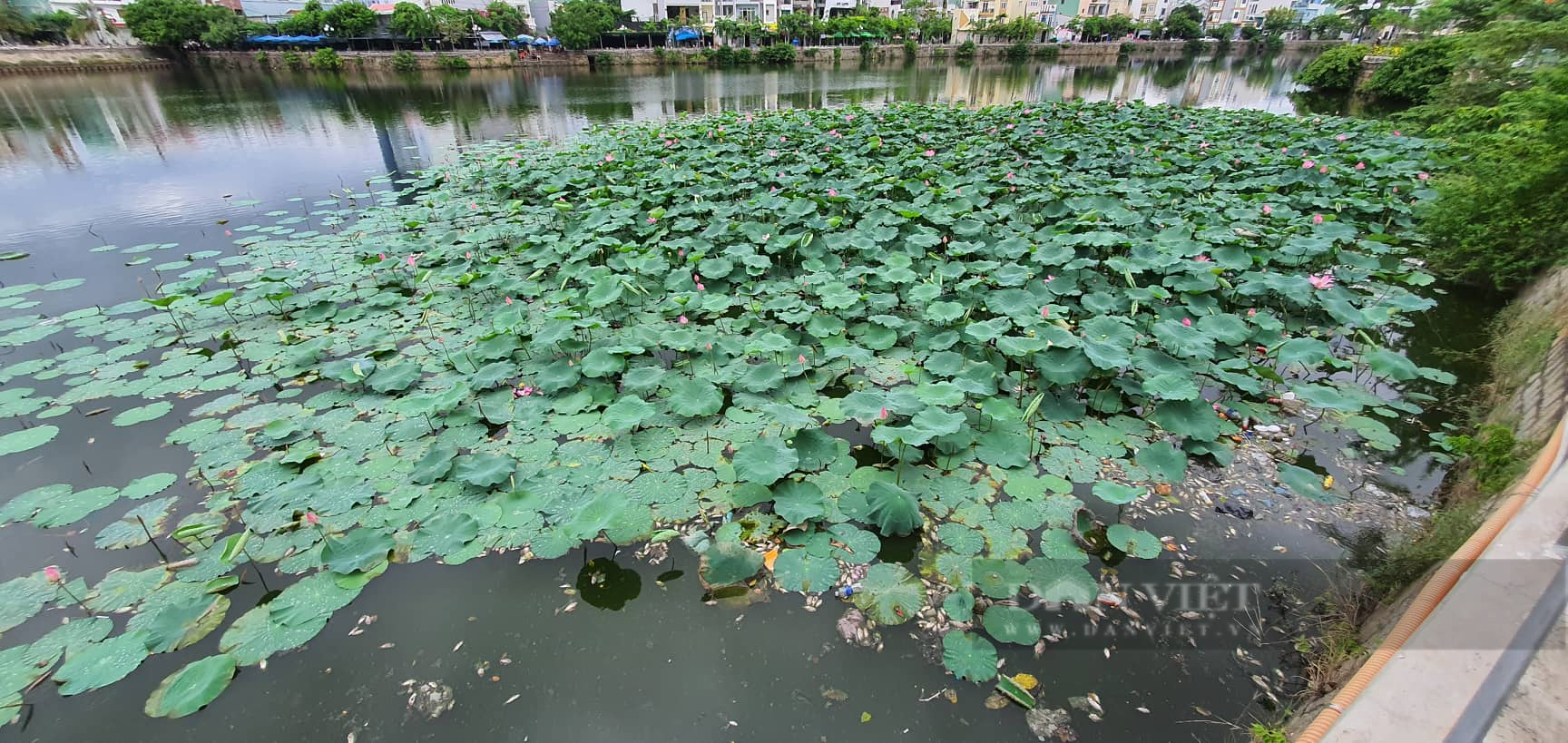 Bất ngờ lý do khiến cá chết hàng loạt ở hồ sinh thái nổi tiếng Quy Nhơn - Ảnh 2.