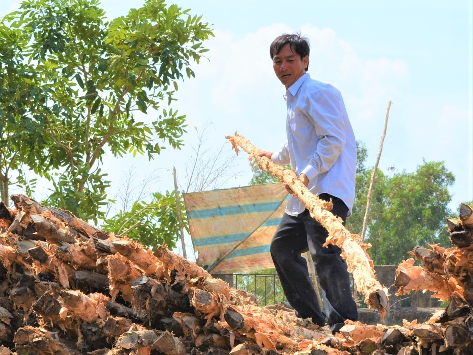 Giá cây tràm giảm thấp, người dân U Minh Hạ mất nửa thu nhập - Ảnh 3.