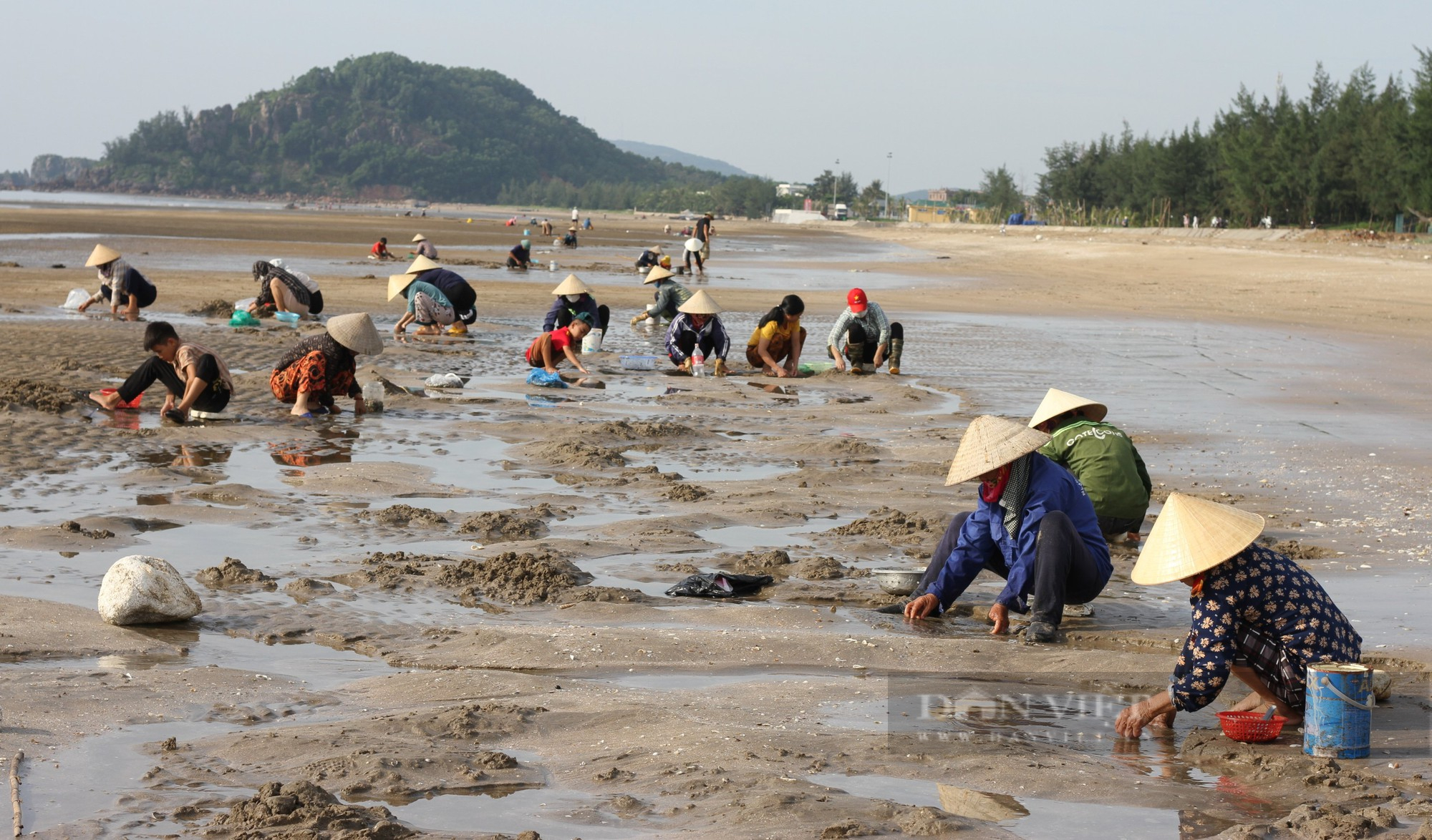 Hàng trăm người ra biển lúc rạng đông xới cát tìm thứ &quot;đặc sản&quot; nhà nhà đều mê - Ảnh 2.