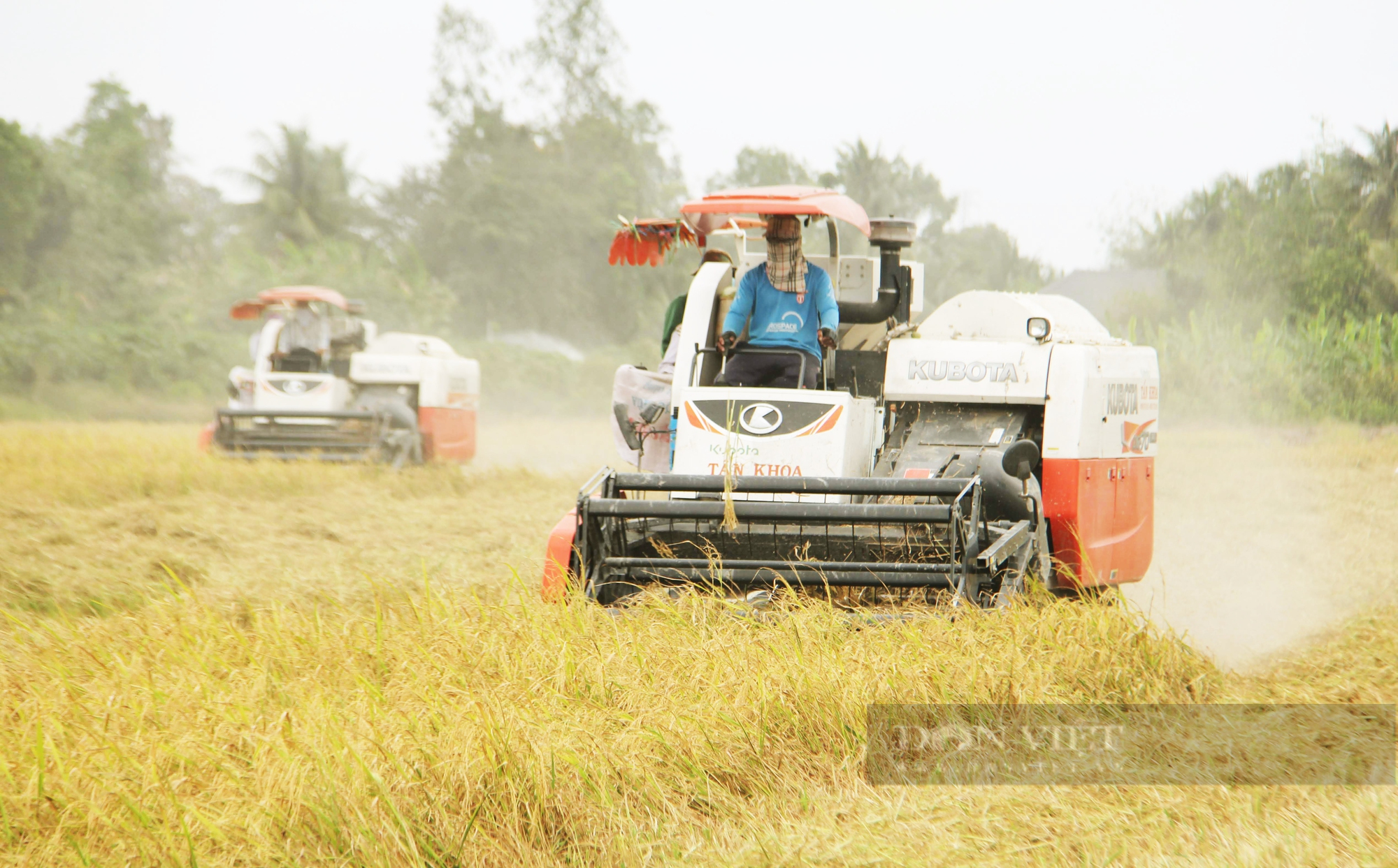 Tranh luận giữ hay giảm diện tích lúa ĐBSCL: Chuyên gia nói giảm để dân thoát nghèo, làm giàu (bài 2) - Ảnh 1.