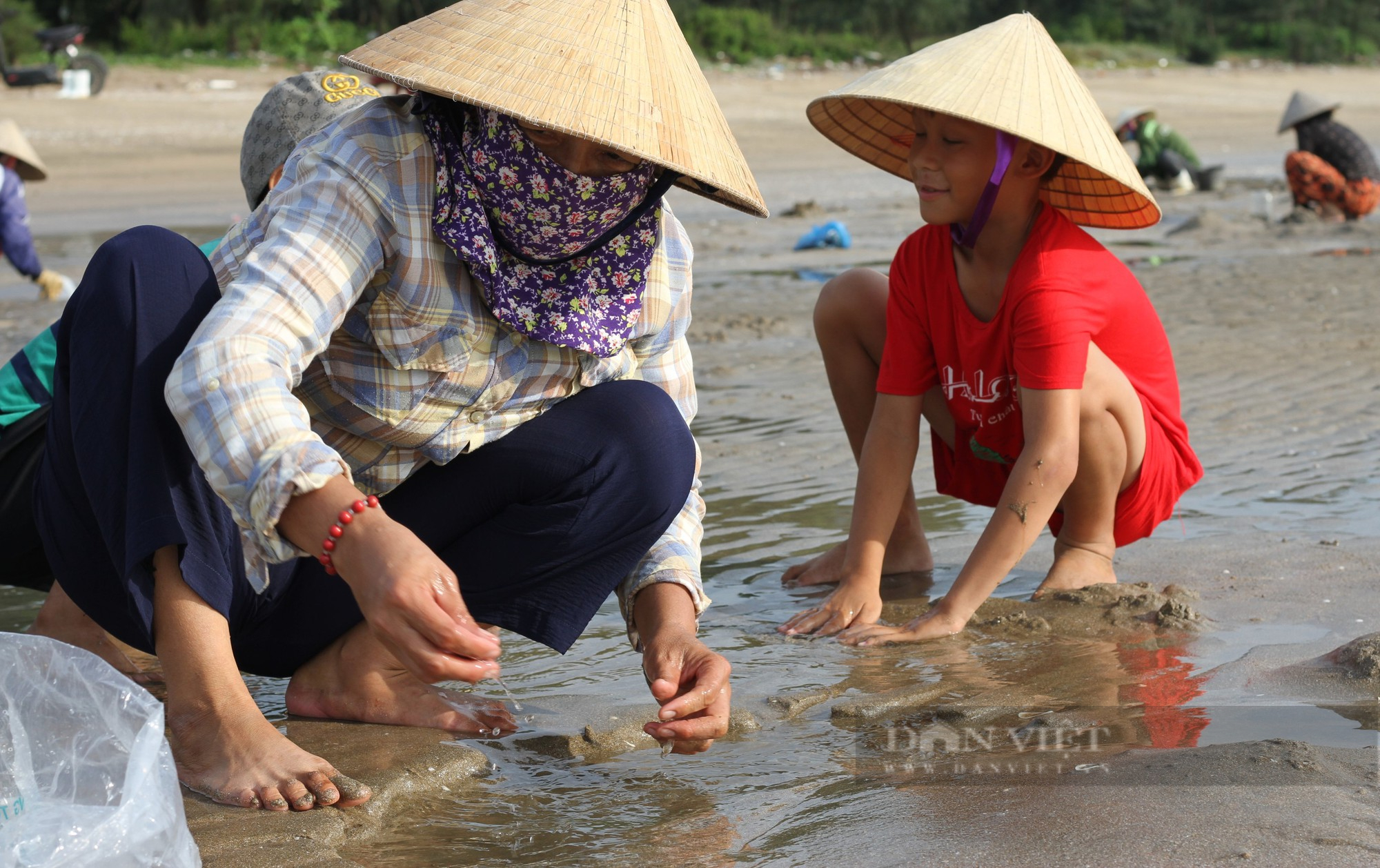 Hàng trăm người ra biển lúc rạng đông xới cát tìm thứ &quot;đặc sản&quot; nhà nhà đều mê - Ảnh 3.