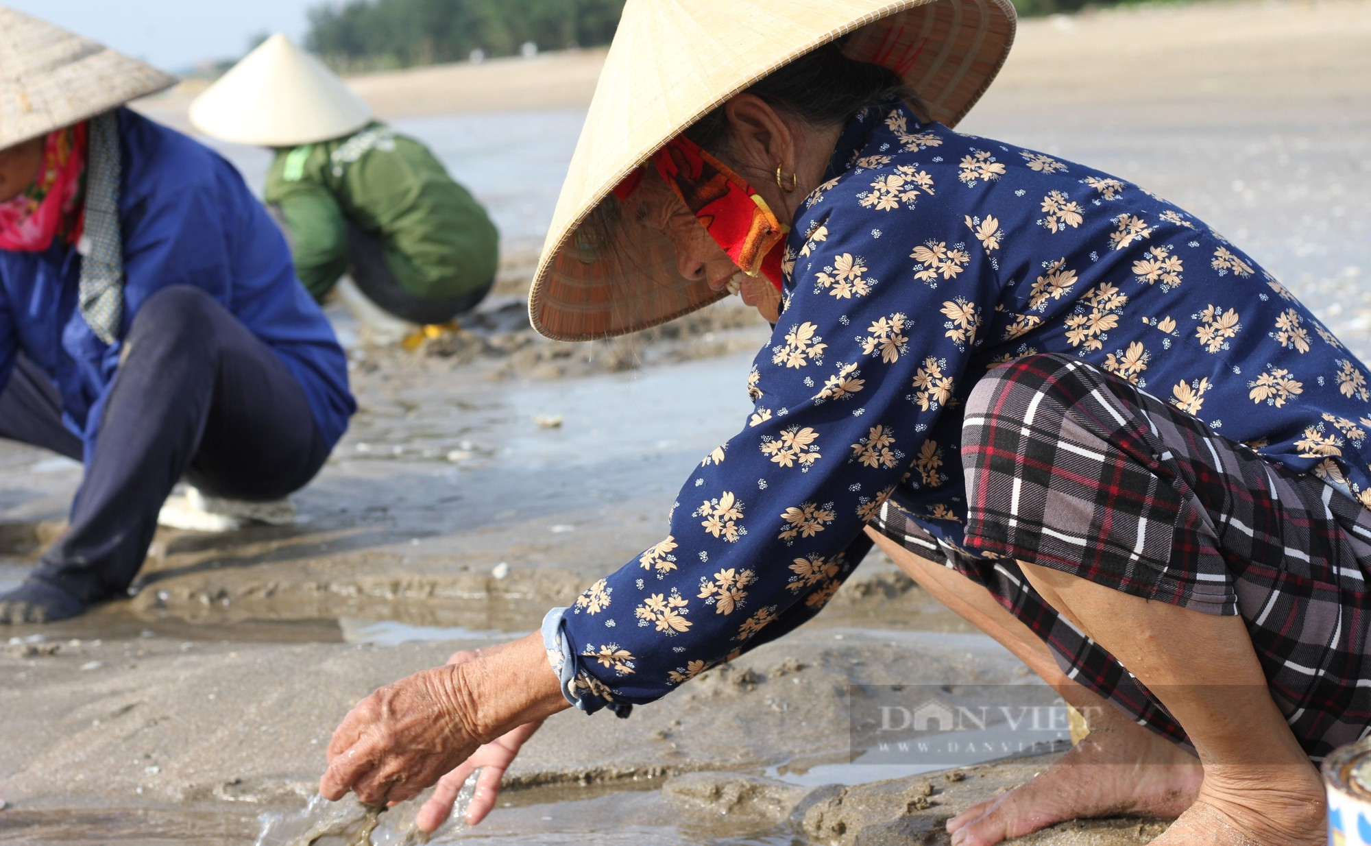 Hàng trăm người ra biển lúc rạng đông xới cát tìm thứ &quot;đặc sản&quot; nhà nhà đều mê - Ảnh 7.