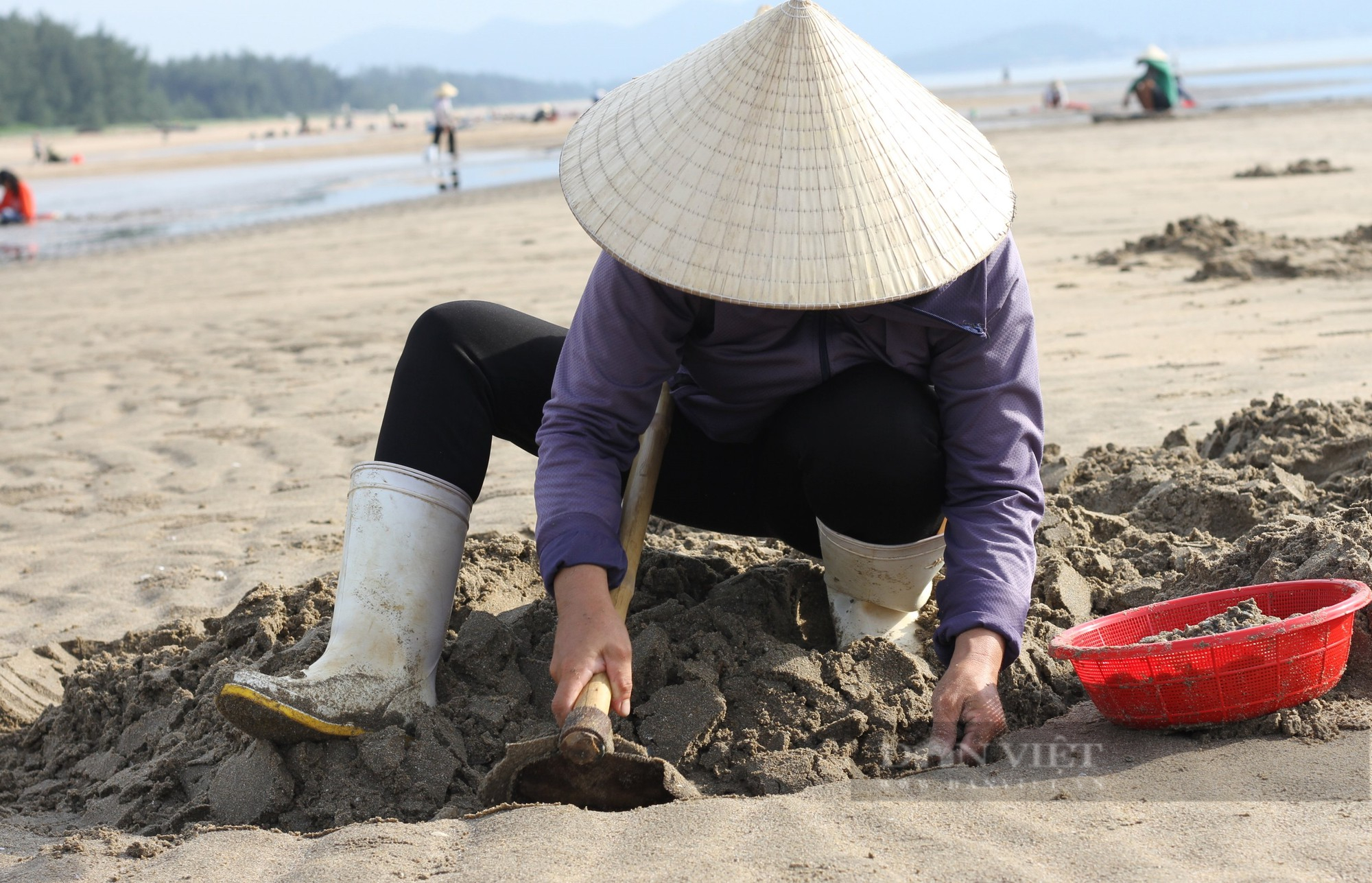 Hàng trăm người ra biển lúc rạng đông xới cát tìm thứ &quot;đặc sản&quot; nhà nhà đều mê - Ảnh 9.