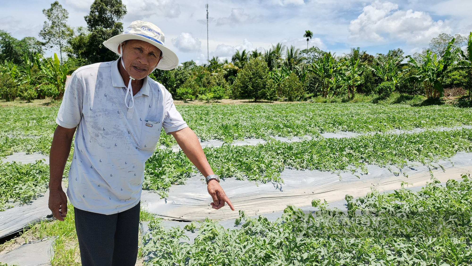 Tranh luận giữ hay giảm diện tích lúa ĐBSCL: Người dân tự giảm diện tích và đã thu lợi nhuận rất cao (bài 1) - Ảnh 2.