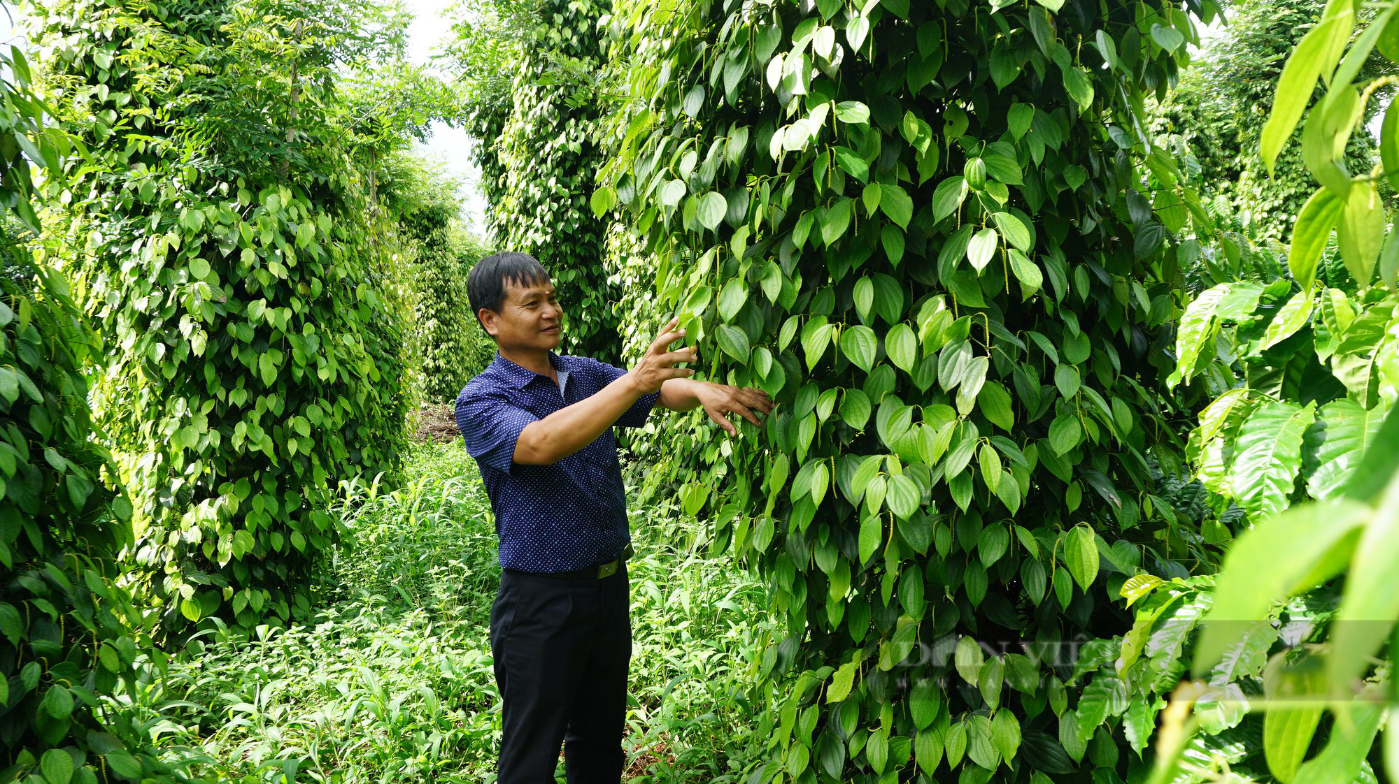 Nông dân sản xuất kinh doanh giỏi huyện Cư Kuin: Trồng cà phê, nuôi vịt thành tỷ phú nông dân - Ảnh 1.