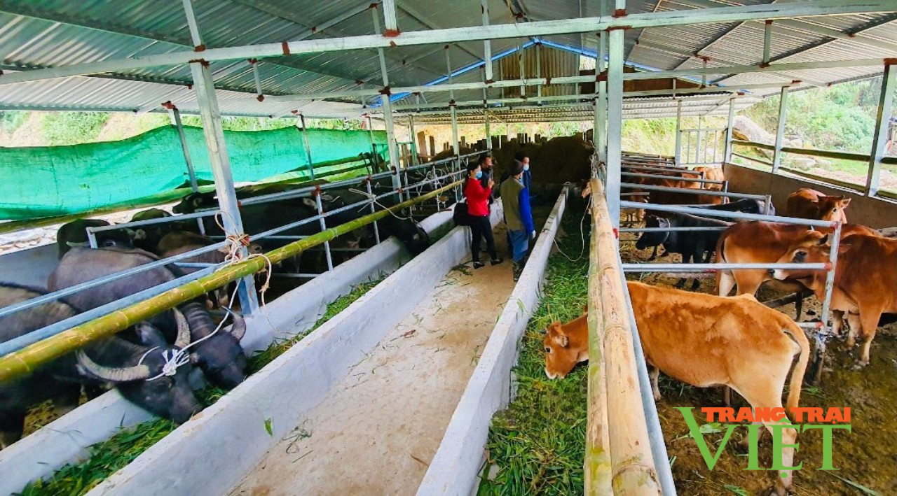 Lai Châu: Tam Đường phát triển đàn gia súc theo hướng hàng hóa - Ảnh 3.