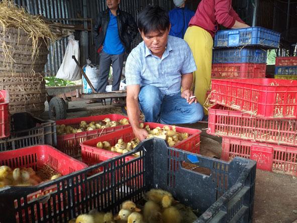 Nông dân sản xuất kinh doanh giỏi huyện Cư Kuin: Trồng cà phê, nuôi vịt thành tỷ phú nông dân - Ảnh 3.