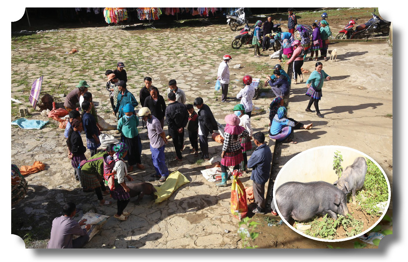 Tờ mờ sáng bật dậy theo chân người dân đi lên &quot;sàn giao dịch&quot; thứ lợn đặc sản ở Lào Cai - Ảnh 2.