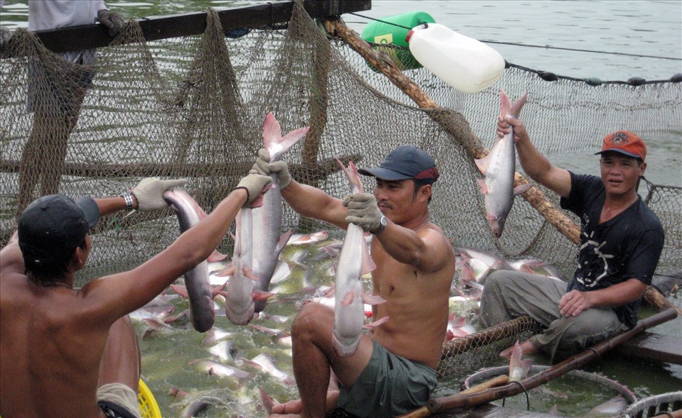 Lợi nhuận người nuôi cá tra &quot;mỏng dính&quot;, nông dân ĐBSCL dễ rơi vào thua lỗ khi giá cá tăng mạnh, vì sao vậy? - Ảnh 1.
