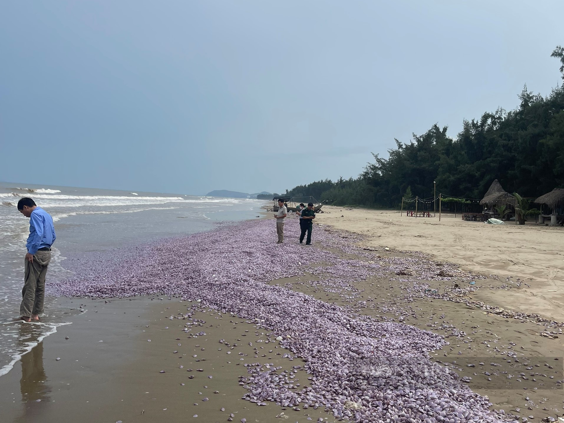 Thanh Hóa: Xuất hiện cả chục tấn vỏ ngao trôi dạt vào bờ biển Nghi Sơn - Ảnh 1.