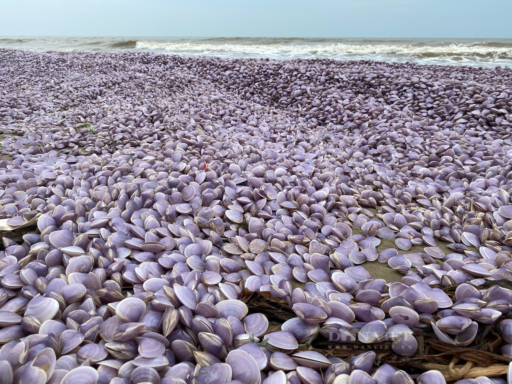 Thanh Hóa: Xuất hiện cả chục tấn vỏ ngao trôi dạt vào bờ biển Nghi Sơn - Ảnh 3.