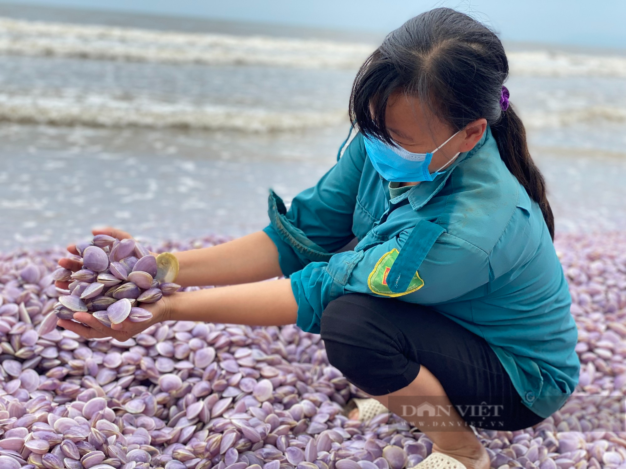 Thanh Hóa: Xuất hiện cả chục tấn vỏ ngao trôi dạt vào bờ biển Nghi Sơn - Ảnh 2.