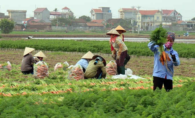 Bắc Ninh ra Nghị quyết hỗ trợ phát triển nông nghiệp, mức cao nhất lên tới 2,5 tỷ đồng - Ảnh 1.