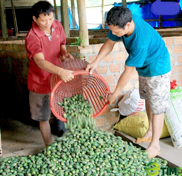 Quảng Ngãi:
“Thủ phủ cau” đang hiện thực mục tiêu trở thành vùng nguyên liệu xuất khẩu 2000 ha
 - Ảnh 6.