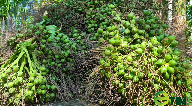 Quảng Ngãi:
“Thủ phủ cau” đang hiện thực mục tiêu trở thành vùng nguyên liệu xuất khẩu 2000 ha
 - Ảnh 8.