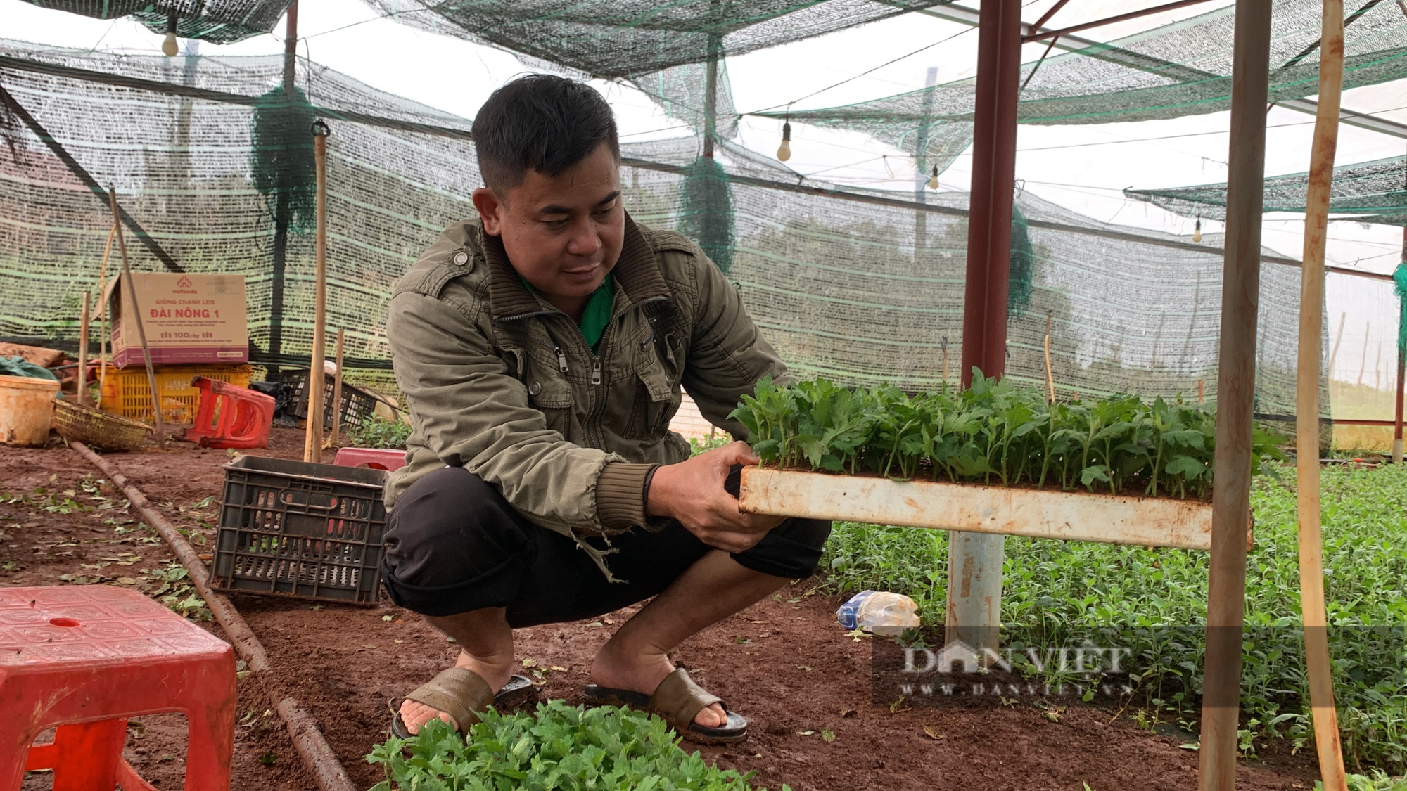 Thất bại với hồ tiêu, hai anh em 8X ở Gia Lai chuyển sang trồng cúc trong nhà kính, thu tỷ đồng/năm - Ảnh 2.