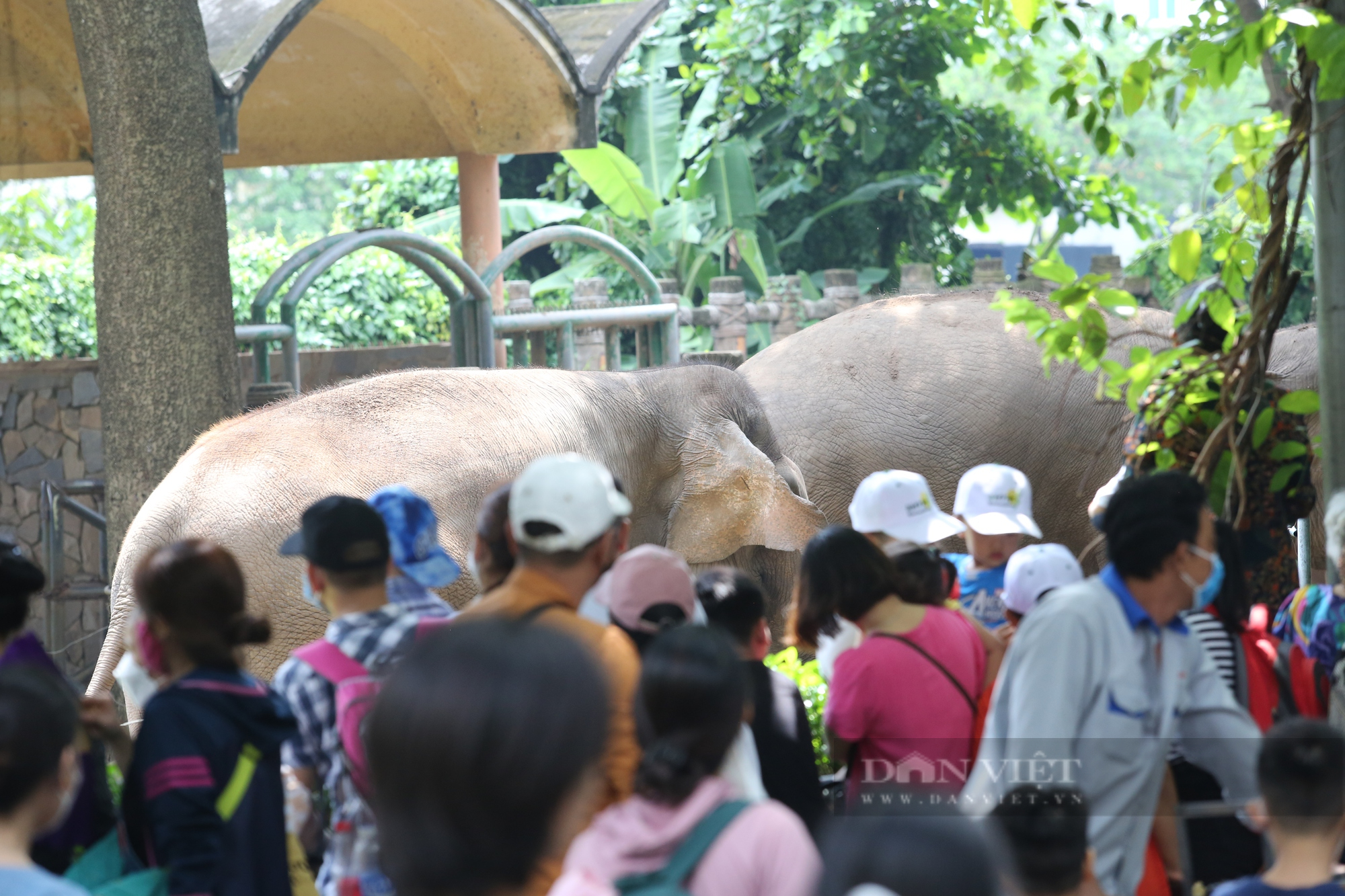 Đến hẹn lại lên, hàng ngàn người &quot;tập kết&quot; tại Thảo Cầm Viên ngày đầu nghỉ lễ - Ảnh 6.