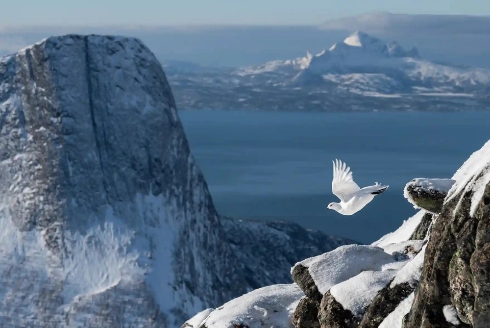 Bức ảnh gà gô bay trên núi tuyết giúp tác giả giành danh hiệu &quot;nhiếp ảnh gia của năm&quot; - Ảnh 1.