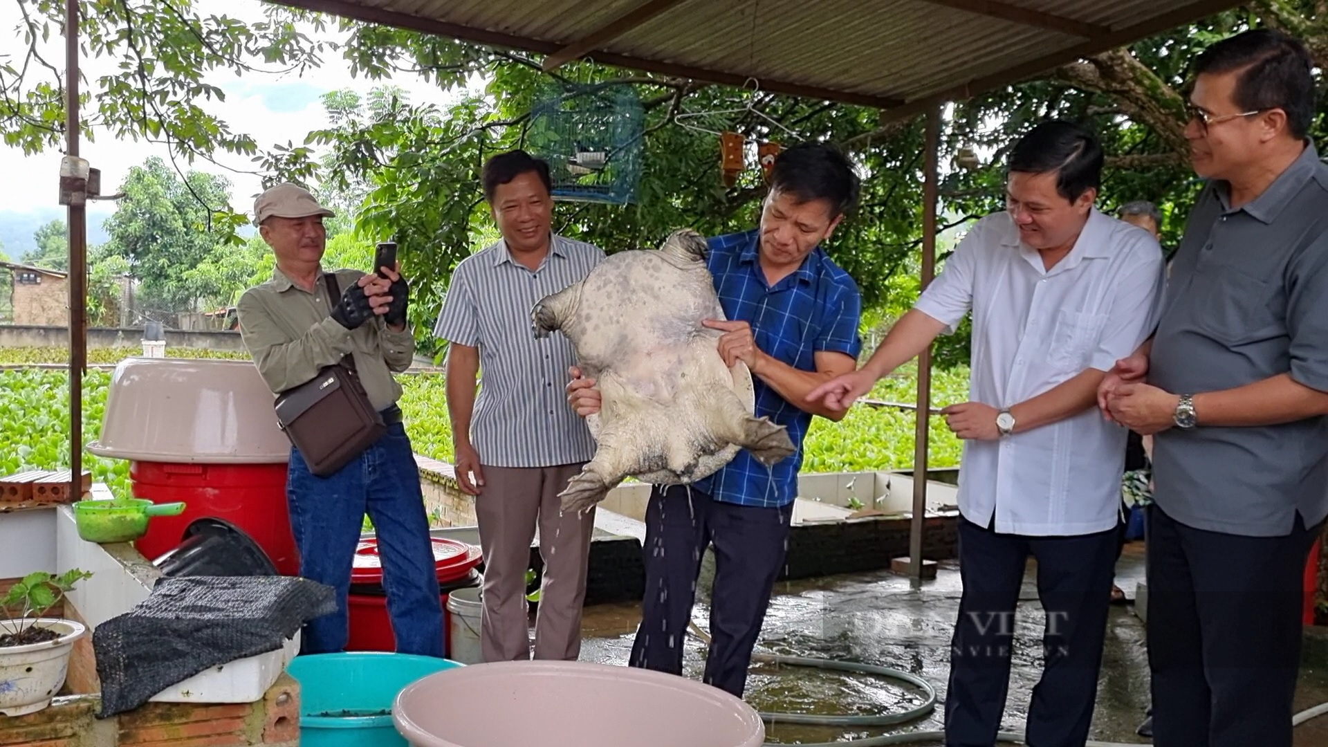 Nuôi đàn &quot;thuỷ quái&quot; to bự, một nông dân ở Sơn La thu tiền tỷ - Ảnh 2.